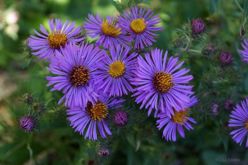 New England Aster 