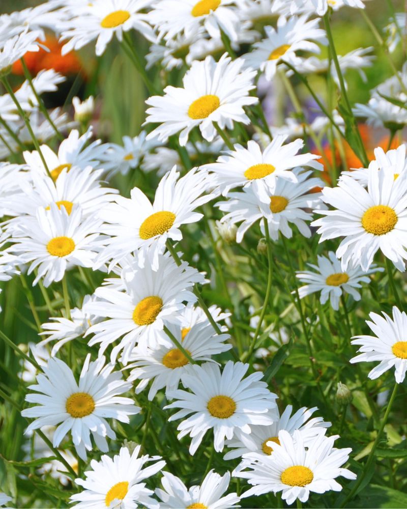 Shasta Daisy Stays In Bloom Well Into Summer