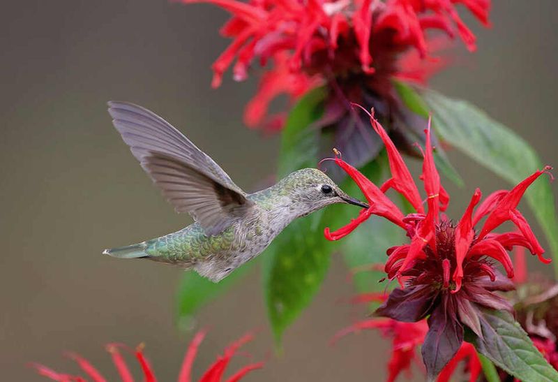 Bee Balm Fills Patios With Hummingbirds And Color