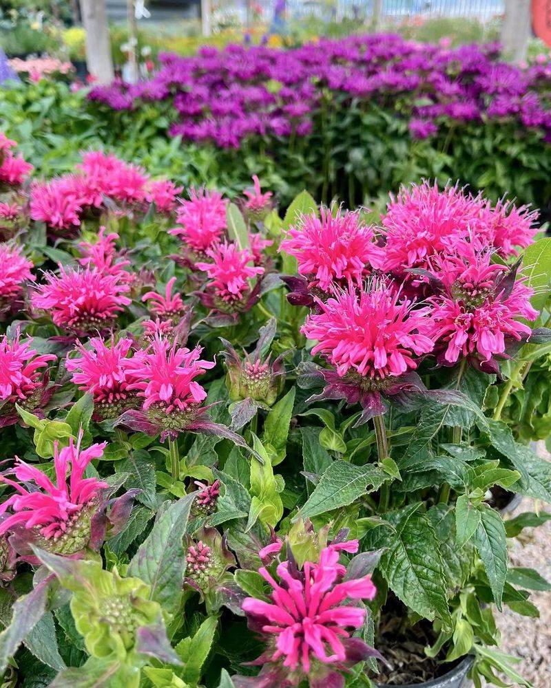 Bee Balm Grows Strong With Basic Care