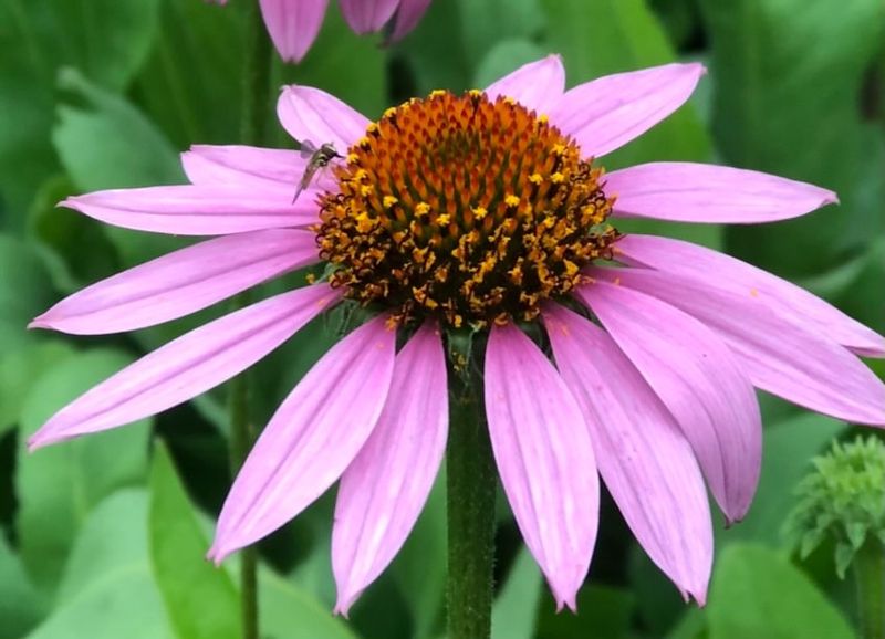 Purple Coneflower Standing Strong With Long Summer Blooms