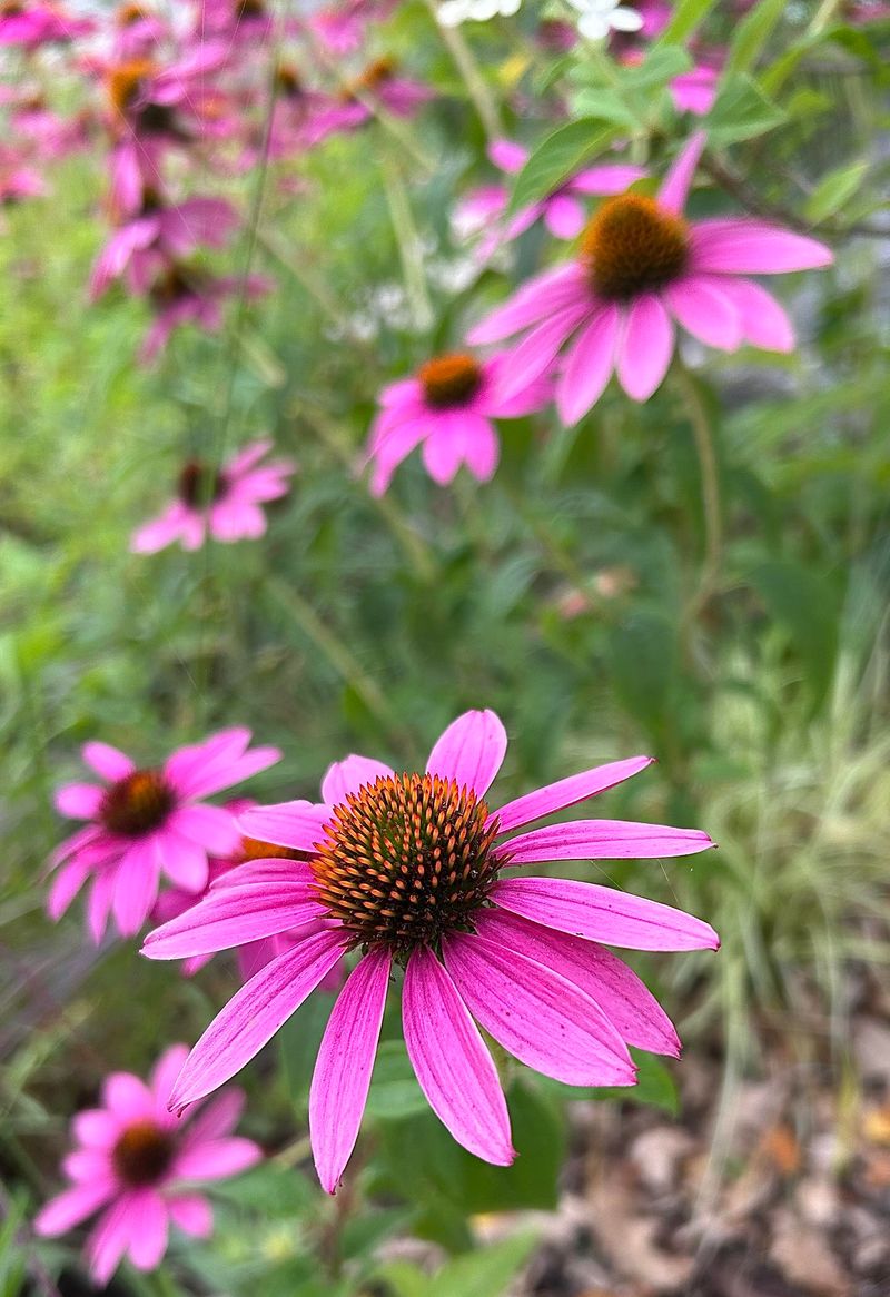 Purple Coneflower Adds Blooms And Pollinators
