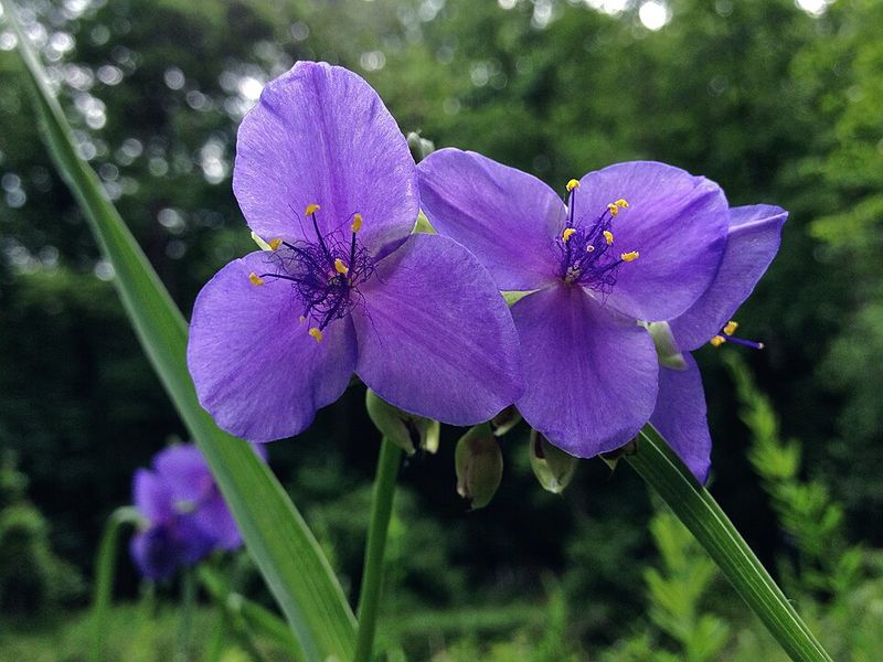 Spiderwort Helps Shade Soil And Hold Moisture