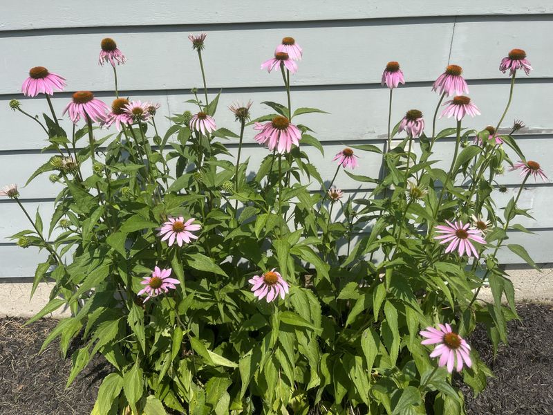 Purple Coneflower Handles Heat While Blooming For Weeks