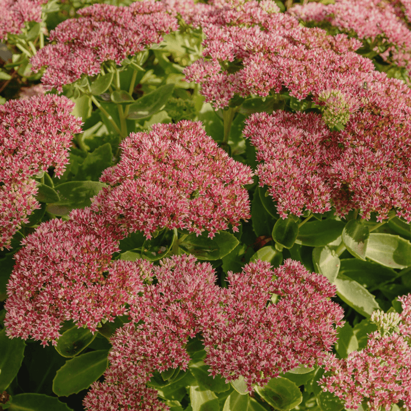 Sedum For Tidy Texture And Late-Season Interest