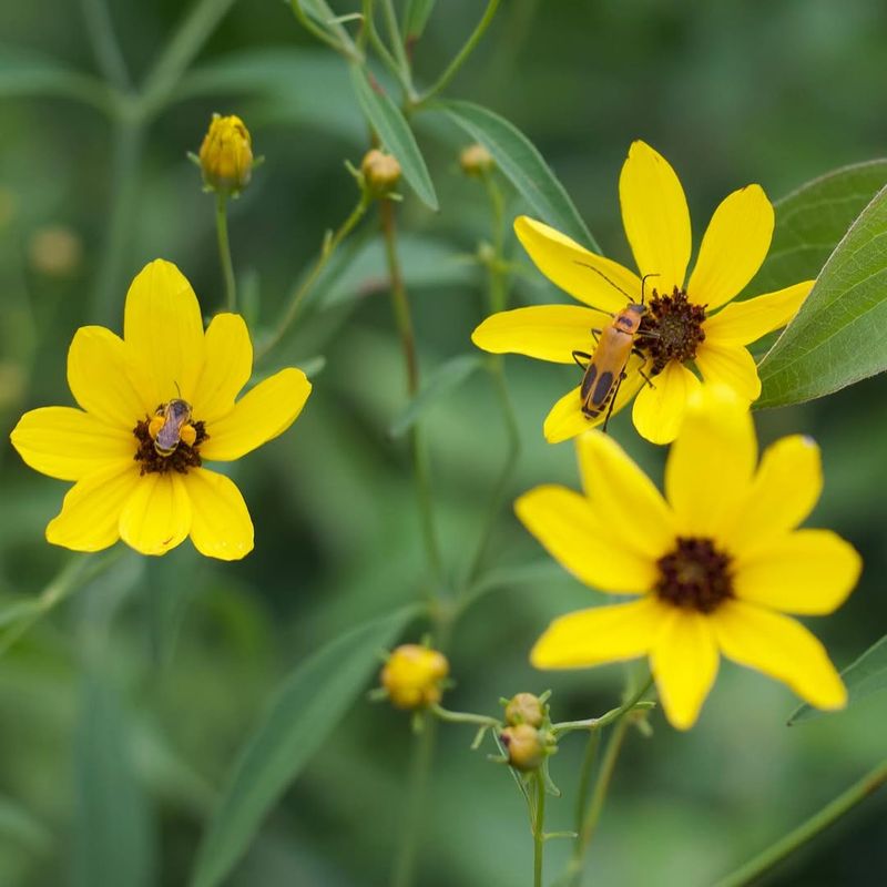 Tall Coreopsis For Layered Cover And Shelter