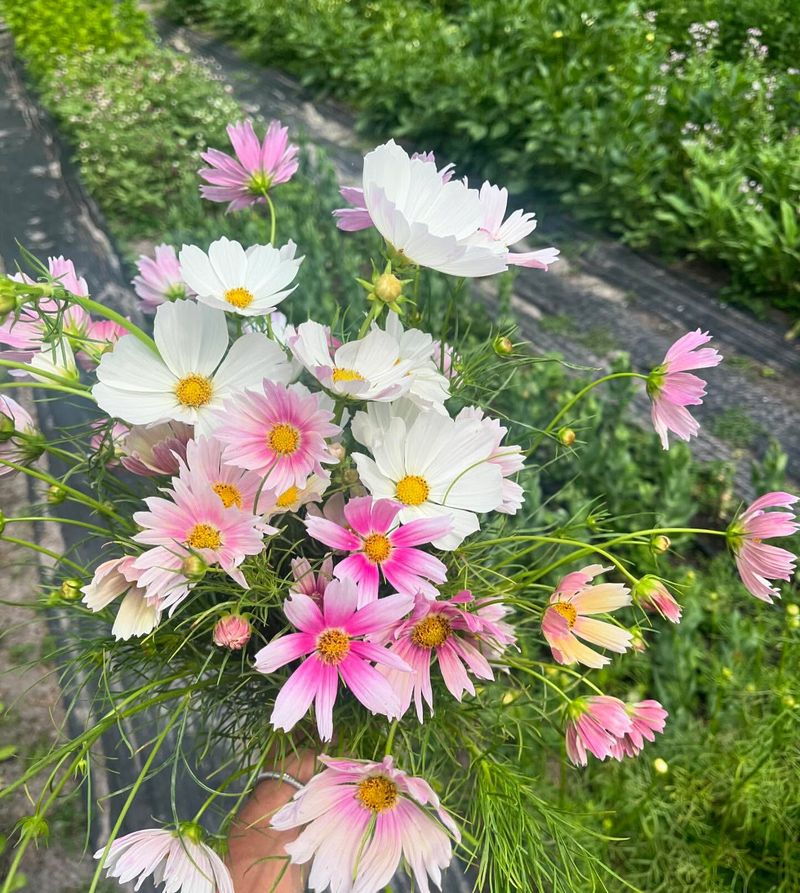 Cosmos That Bloom Fast And Keep Going