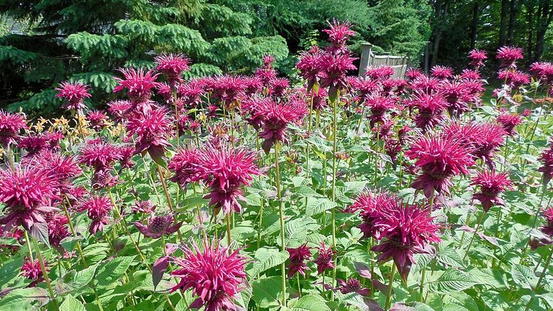 Bee Balm Benefits From Stable Spring Temperatures
