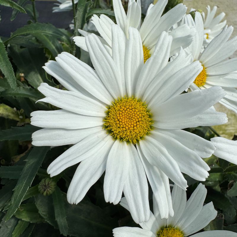 Shasta Daisy Keeps Its Shape Through Bloom Season