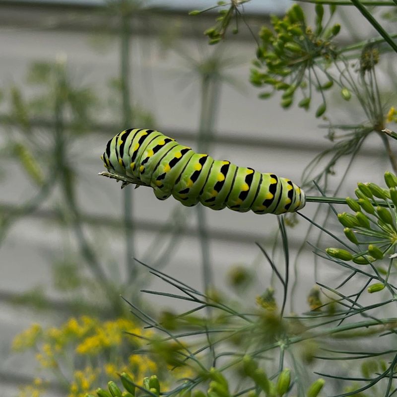 Dill Is The Quiet Hero For Swallowtail Season