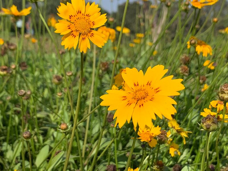 Lanceleaf Coreopsis Handles Poor Soil While Blooming Consistently