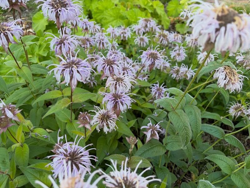 Bee Balm (Monarda)