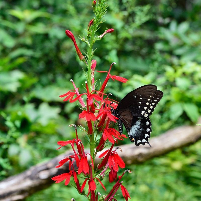 Cardinal Flower (Lobelia Cardinalis)