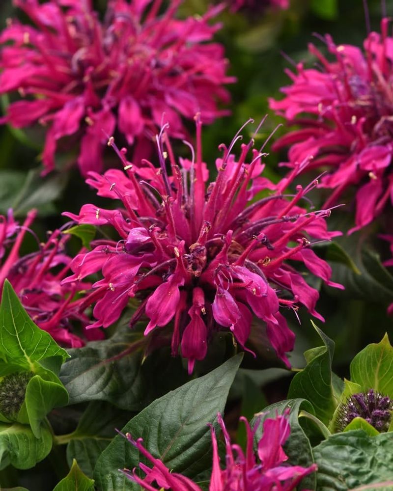 Bee Balm (Monarda Didyma)
