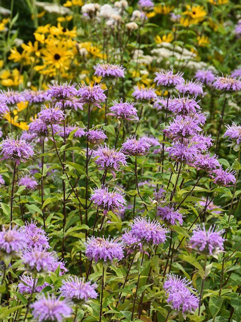 Wild Bergamot (Monarda Fistulosa)