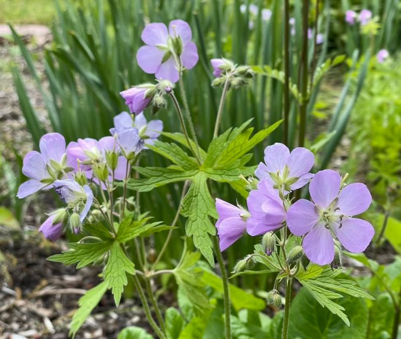 Wild Geranium (Geranium Maculatum)