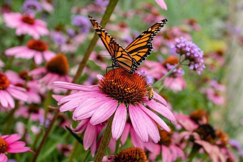 Purple Coneflower (Echinacea Purpurea)
