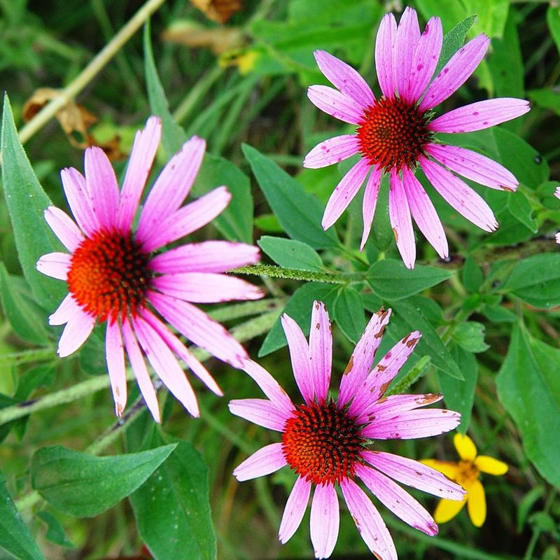 Purple Coneflower (Echinacea purpurea)