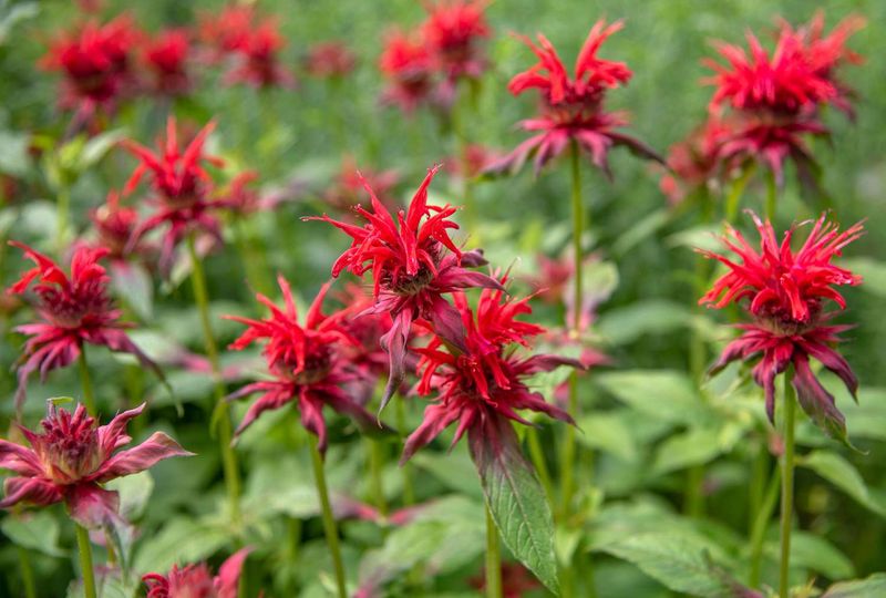 Bee Balm (Monarda didyma)