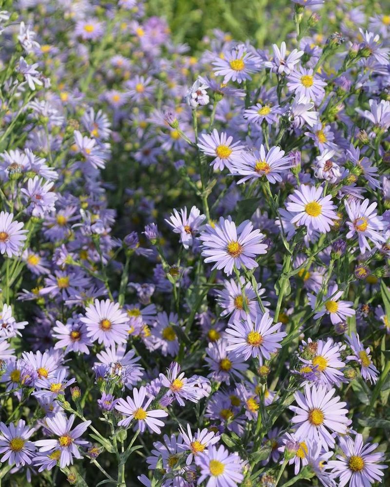 Smooth Blue Aster (Symphyotrichum laeve)