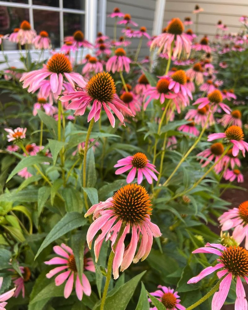 Coneflower (Echinacea)