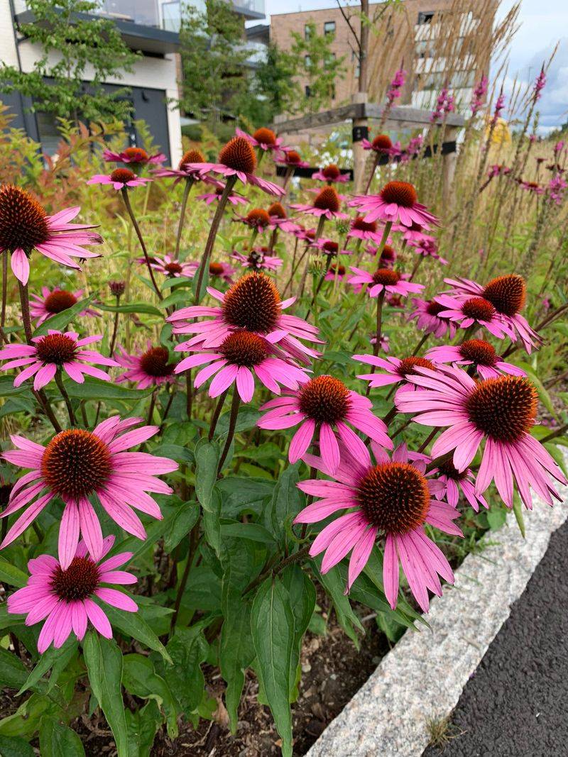 Purple Coneflower Grows Strongly Without Rich Soil Or Amendments