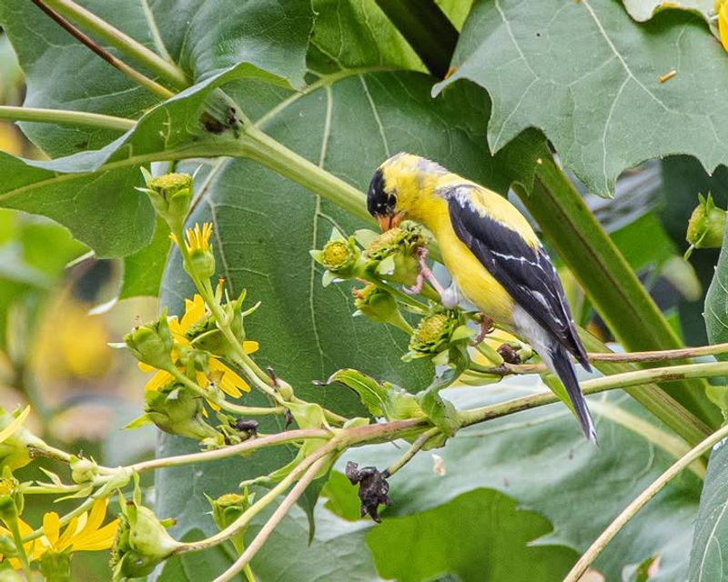 Wild Bergamot Gives Goldfinches More To Snack On