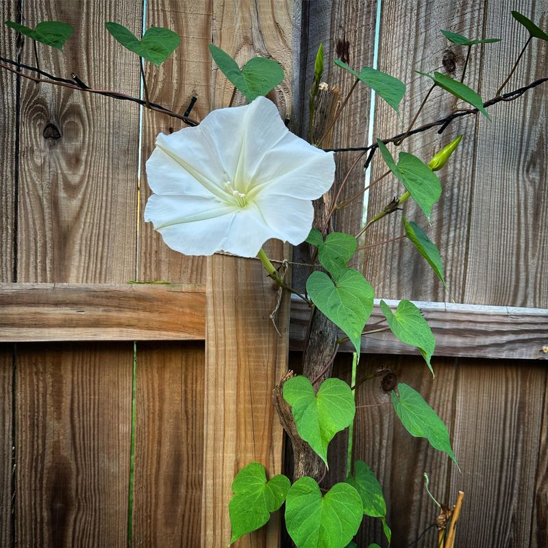 Moonflower Opens At Night With Large White Blooms