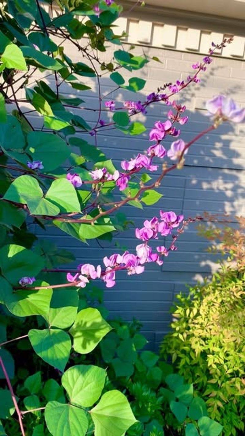 Hyacinth Bean Climbs Fast In Warm Weather