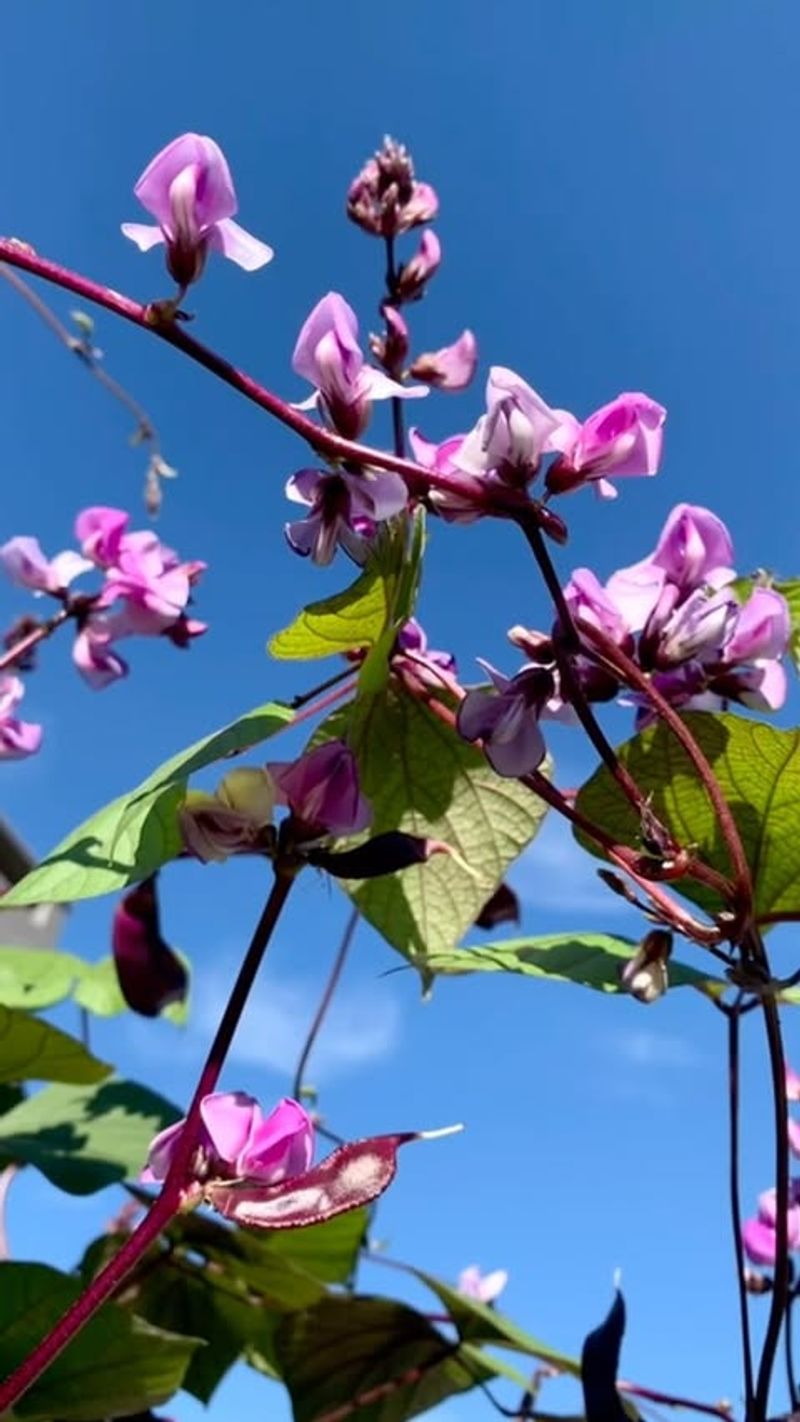 Hyacinth Bean Vine Grows Quickly With Bold Color