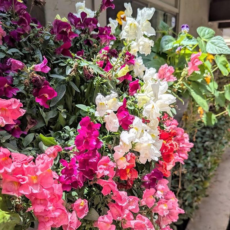 Climbing Snapdragon Fits Small Containers And Blooms Quickly