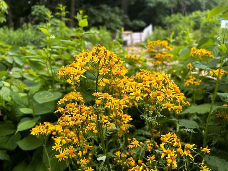 Golden Ragwort Spreads Easily In Shade