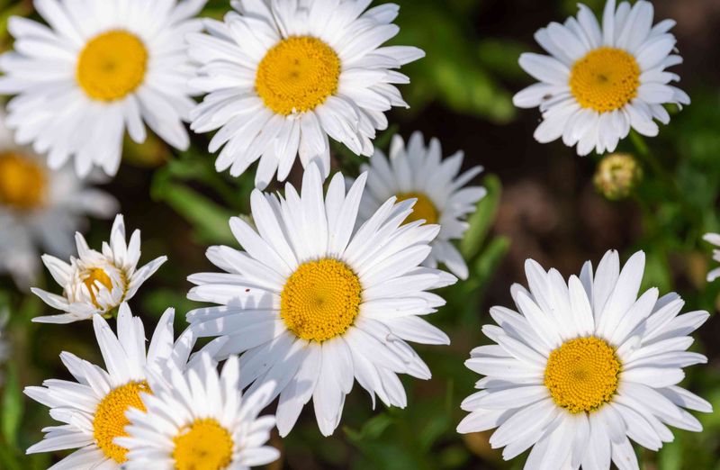 Shasta Daisies Setting Up Clean, Classic Flowers