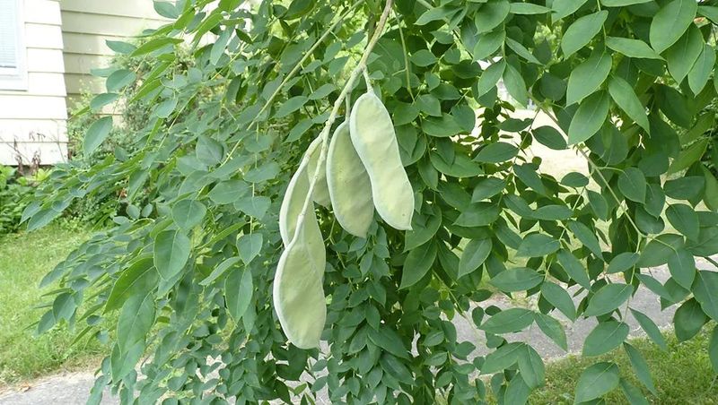 Kentucky Coffeetree (Gymnocladus dioicus)