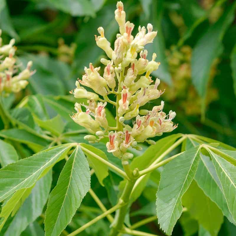 Ohio Buckeye Adds Bold Leaves And Spring Flowers