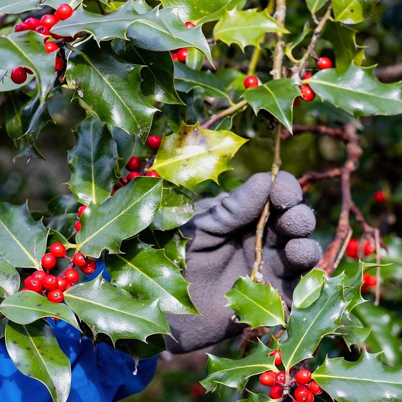 English Holly