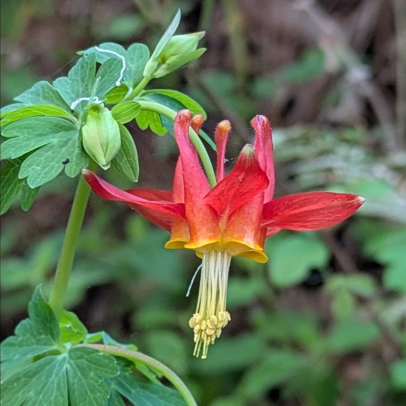 Western Columbine
