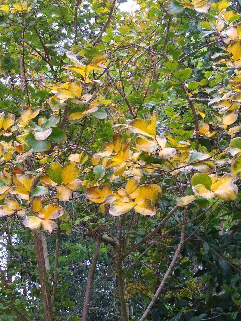 Leaves Turn Yellow During The Growing Season