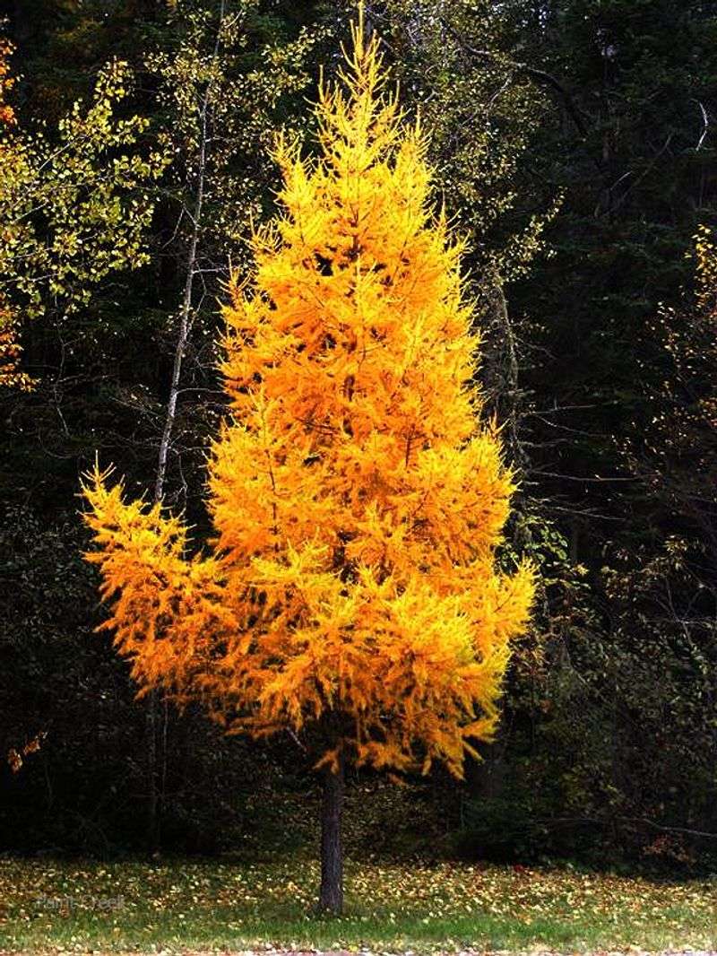 Tamarack / Eastern Larch (Larix Laricina)