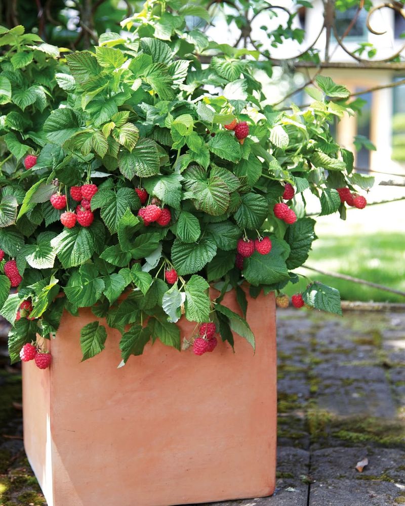 Raspberries Perform Well In Pots With Consistent Watering