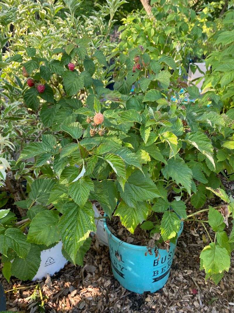 Raspberries Can Produce In Buckets With Proper Care