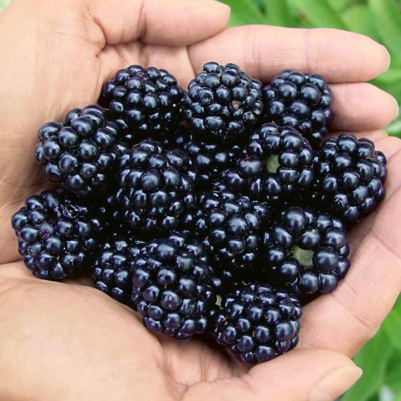 The Right Blackberry Varieties Make Container Growing Easier