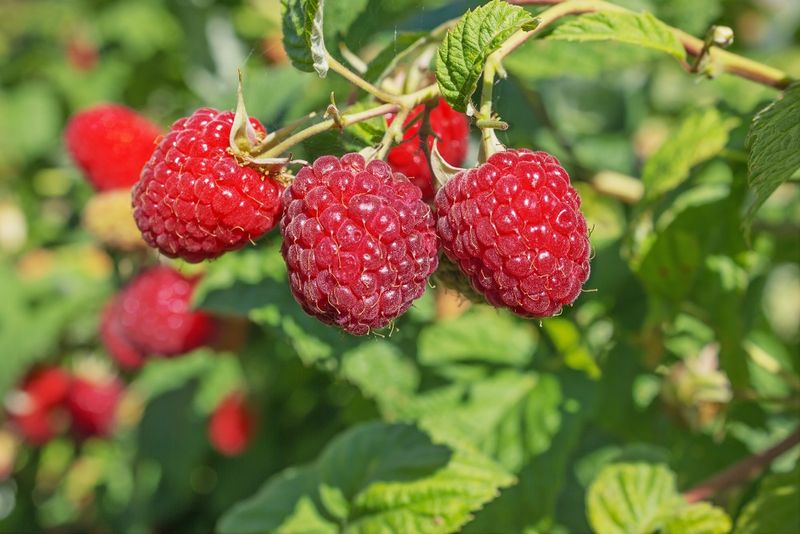 Raspberries (Primocane, Low-Chill Varieties)
