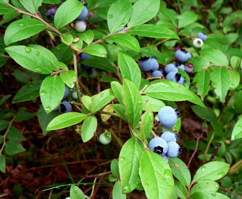 Blueberries (Vaccinium corymbosum)