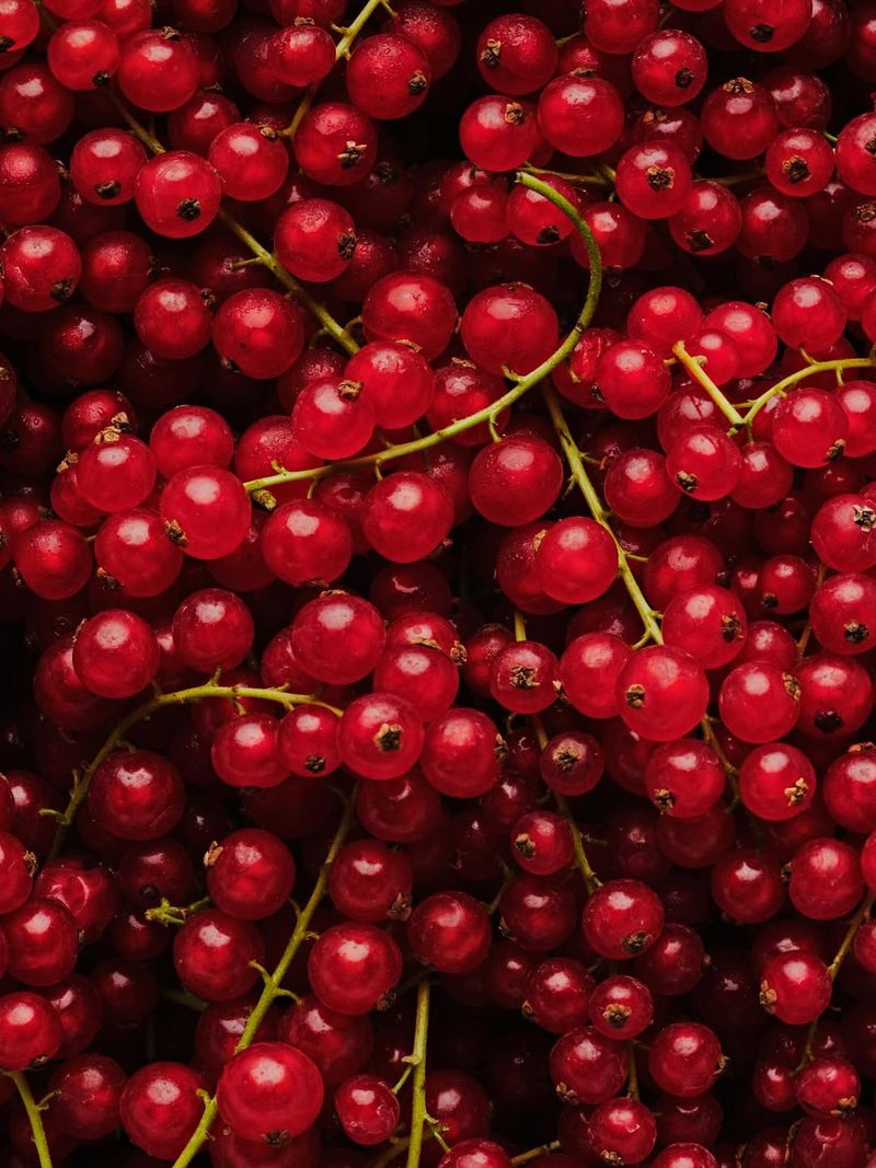 Currants With Underrated Fruit That Adds A Pop To Your Yard