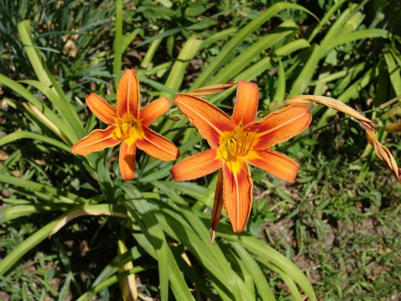 Daylily 