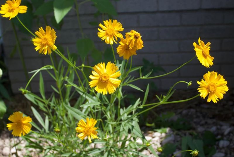 Lanceleaf Coreopsis Brings Early Color Without Delay