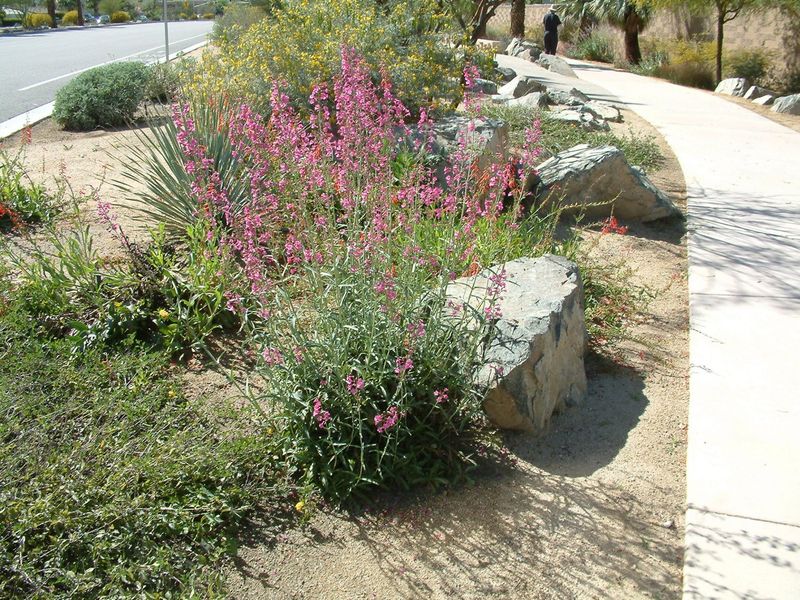 Penstemon Adapts Well To Poor Soil And Stays Resilient
