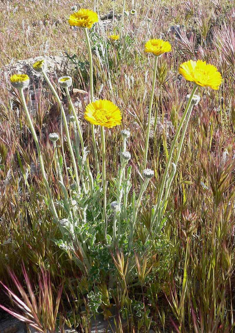 Desert Marigold Adds Bright Color In Dry Landscapes