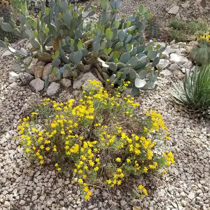 Damianita Stays Compact And Blooms With Almost No Upkeep